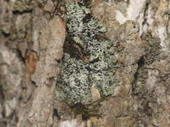 Heterodermia squamulosa