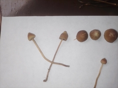 Psilocybe mexicana