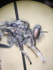 Cyrtopogon
