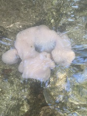 Aplidium stellatum