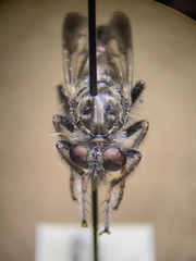 Cyrtopogon