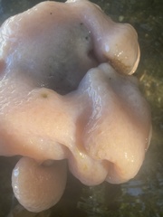 Aplidium stellatum