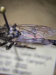 Cyrtopogon