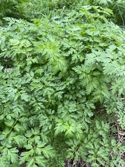 Anthriscus sylvestris