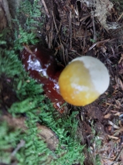 Ganoderma oregonense