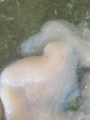 Aplidium stellatum