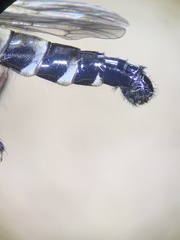 Cyrtopogon