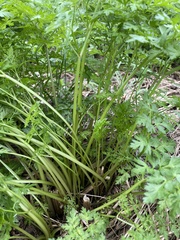 Anthriscus sylvestris