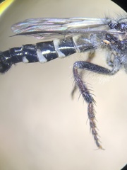 Cyrtopogon