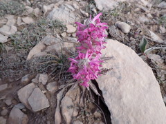 Pedicularis lanata