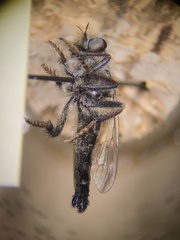Cyrtopogon