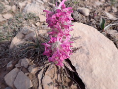 Pedicularis lanata