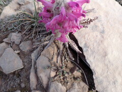 Pedicularis lanata
