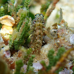Enneapterygius rufopileus