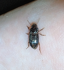 Harpalus gravis