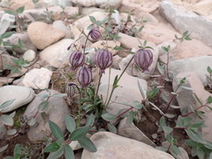 Silene uralensis