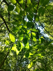 Fraxinus quadrangulata