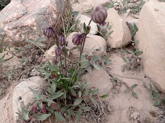 Silene uralensis