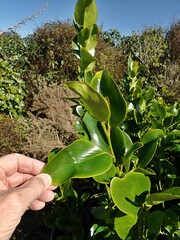 Griselinia lucida