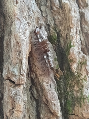 Dasychira meridionalis