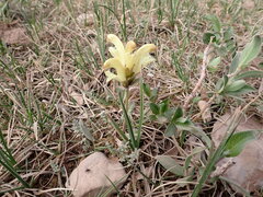 Pedicularis capitata