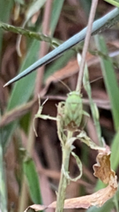 Taylorilygus apicalis