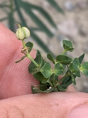 Euphorbia virgata