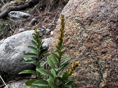 Solidago velutina