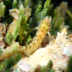 Enneapterygius rufopileus