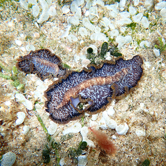 Pseudobiceros