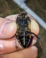 Hydrophilus triangularis