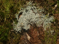 Pertusaria globularis