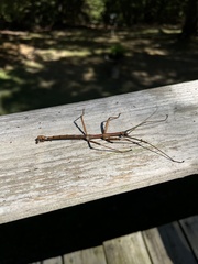 Megaphasma denticrus