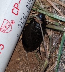 Hydrophilus triangularis