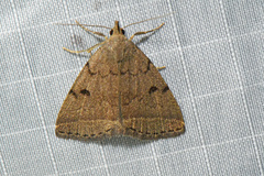 Zanclognatha protumnusalis