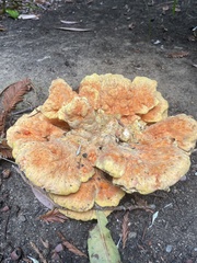 Laetiporus