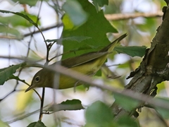 Oporornis agilis