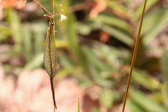 Brachynemurus versutus
