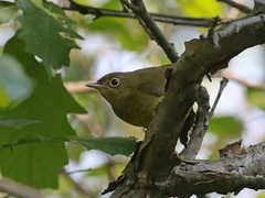 Oporornis agilis