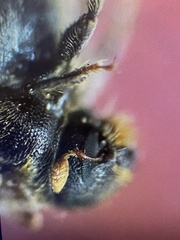 Phloeosinus armatus