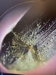Phloeosinus armatus