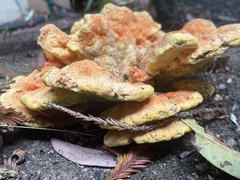 Laetiporus