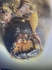 Phloeosinus armatus