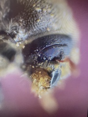 Phloeosinus armatus
