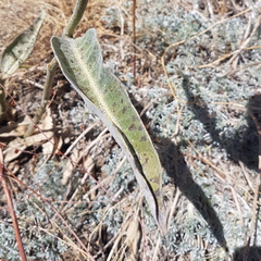 Asclepias eriocarpa