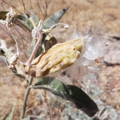 Asclepias eriocarpa