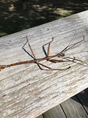 Megaphasma denticrus