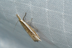 Raphiptera argillaceellus