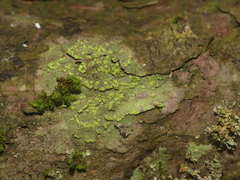 Biatora appalachensis