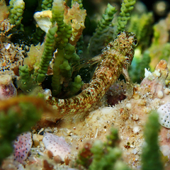 Enneapterygius rufopileus